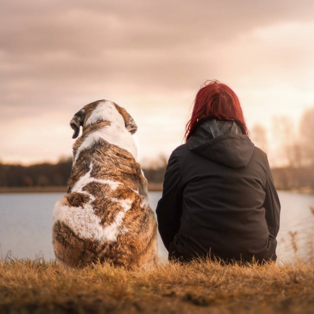 Bindung zwischen Hund und Mensch - Tier König