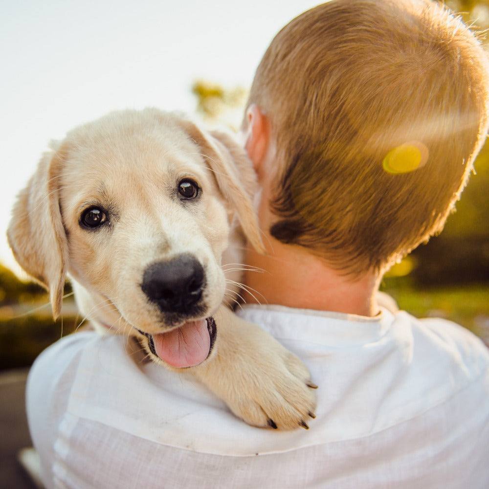 Wie man seinen Hund gesund und glücklich hält - Tier König